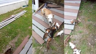 Puppy Report from the Country