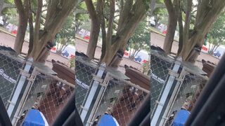 The raccoon is called Greg.