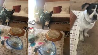 I do't think Marley was smiling.