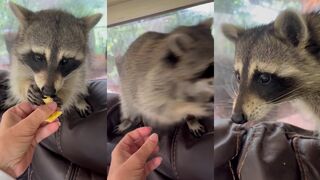 Who knew raccoons like Cheez-Its.